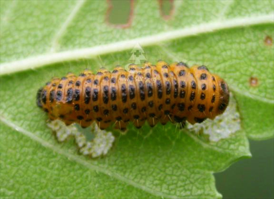 成虫和幼虫均危害榆树,受害榆树的叶片被吃成网眼状.严重时,整个树