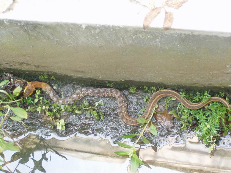  p>草腹链蛇(学名:amphiesma stolata)为 a href="#">蛇亚目 /a> a