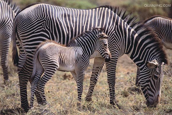  p data-id="gnryeui6ei"> b>马宝: /b>俗称马 a target="_blank"