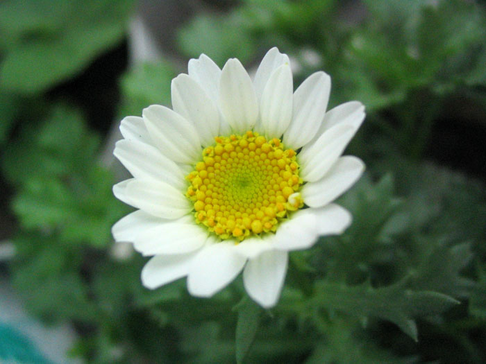  p>白晶菊又名小 a href="#">白菊 /a>,为一,二年生草本花卉.