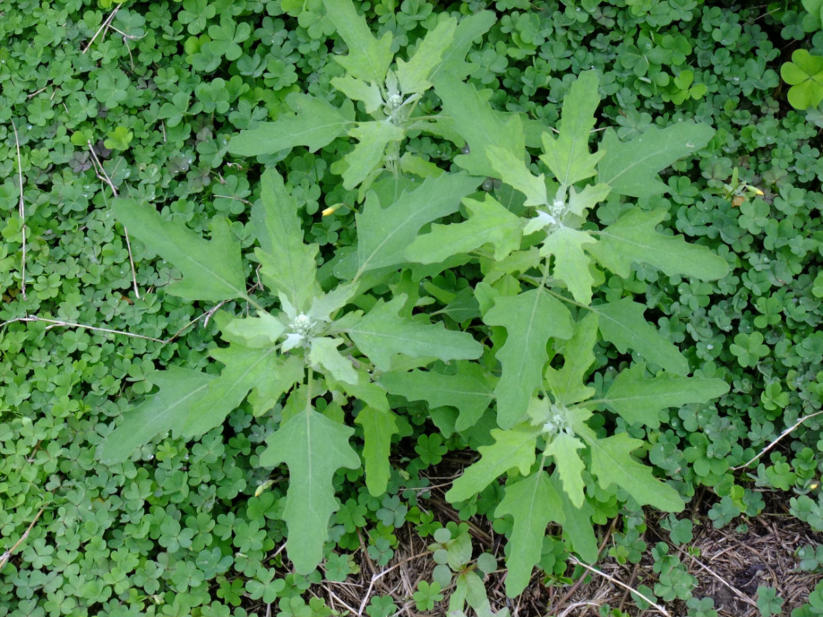  p>藜科(拉丁学名: i>chenopodiaceae /i>) 是被子植物的大科之一,两