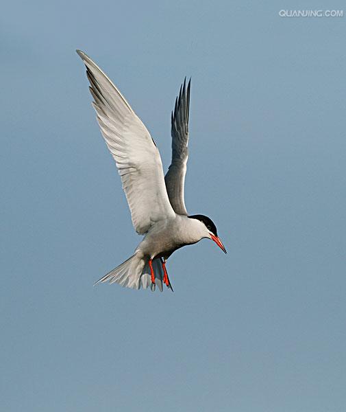  p>普通燕鸥(学名: i>sterna hirundo /i>)是鸥科,燕鸥属下的一种迁徙