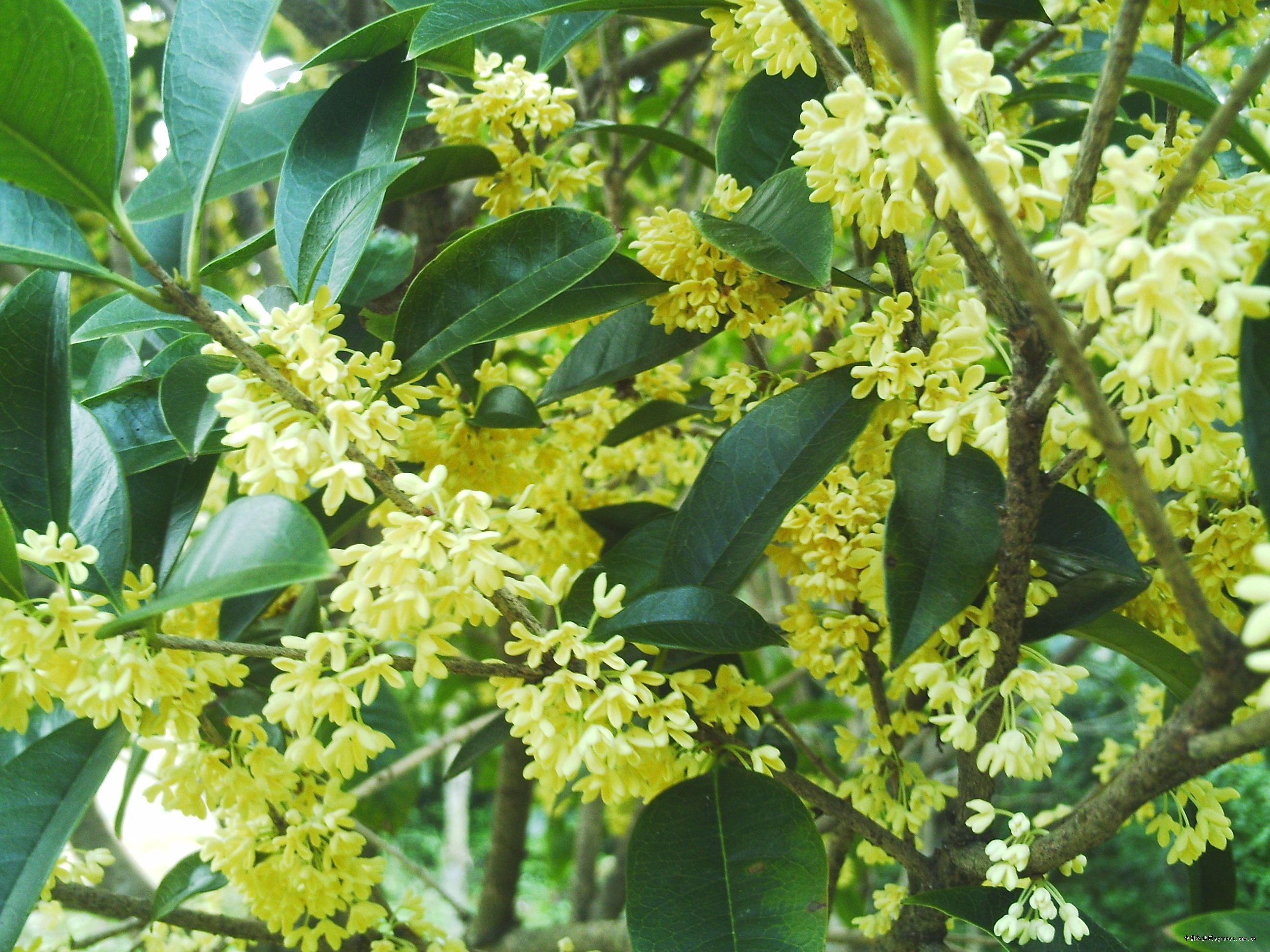  p>金球桂(学名: i>osmanthus fragrans /i> 'jin qiu gui&