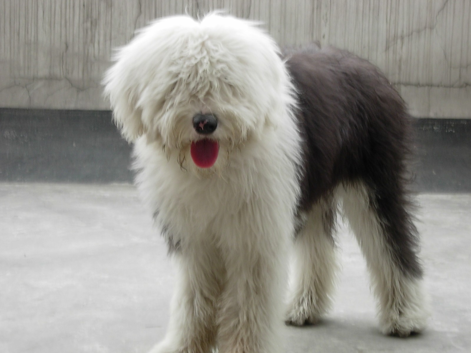  p>英国古代牧羊犬是很好的 a href="#" data-lemmaid="5220098">玩赏