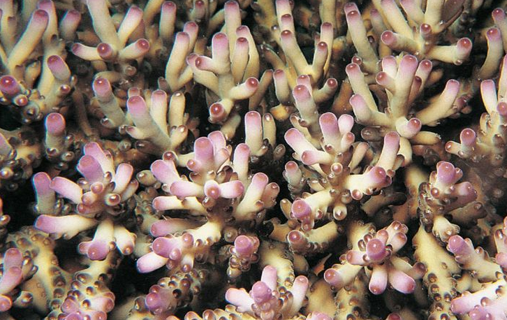 acropora granulosa