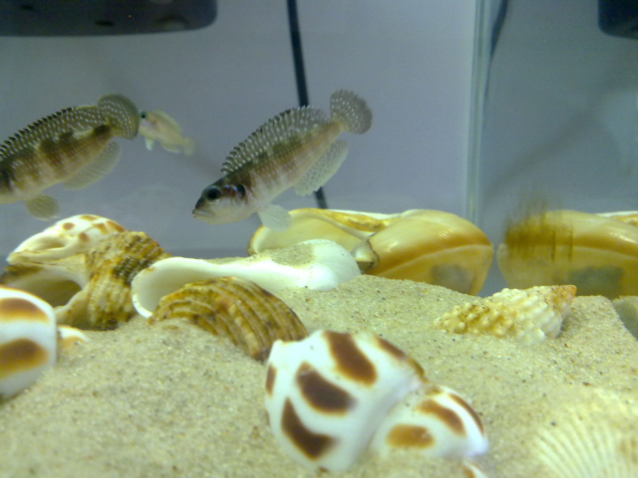  p>钻石贝是谨慎的贝鱼,他们有相当长的时间都待在壳附近,也很难在 a