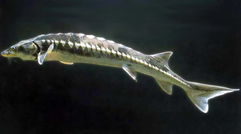  p>欧洲大西洋鲟(学名: i>acipenser sturio /i>)是鲟科,鲟属鱼类.