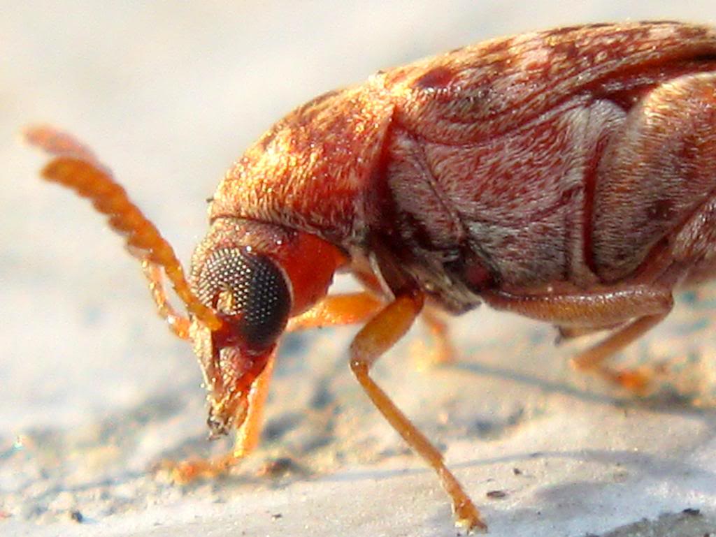  p>豆象科(bruchidae;bruchid),英文俗称 seed beetles.