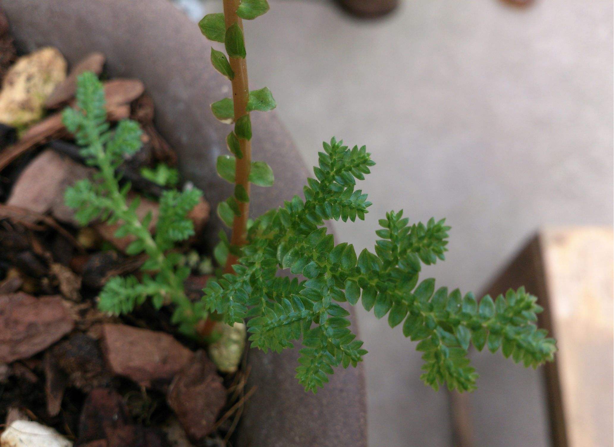  p>翠云草(学名:selaginella uncinata),别名: a href="#" data-lemma