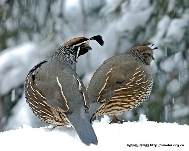  p>新西兰鹌鹑(学名:coturnix novaezelandiae)是雉科鹑属的 a target