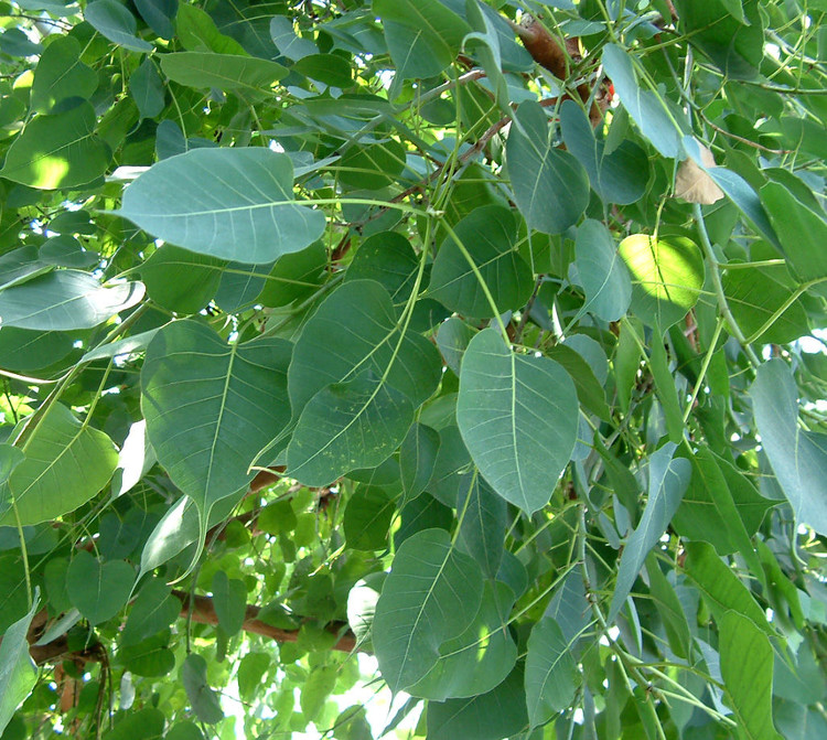 因其经过修型打磨成珠后,原本种子胚芽的位置形成圆形孔洞,周围黑点如