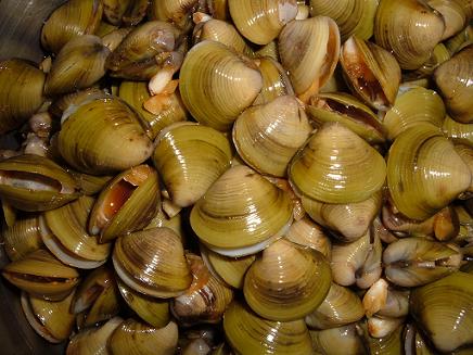 以浮游生物为食料,生长快,繁殖能力强,是一种重要的小型淡水经济贝类