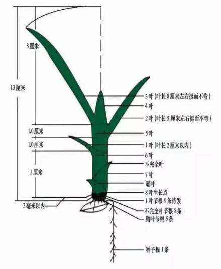 叶鞘_百度百科