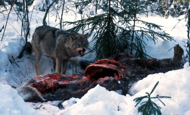  p>俄罗斯狼(学名:canis lupus communis)是 a href="#" data-lemmaid