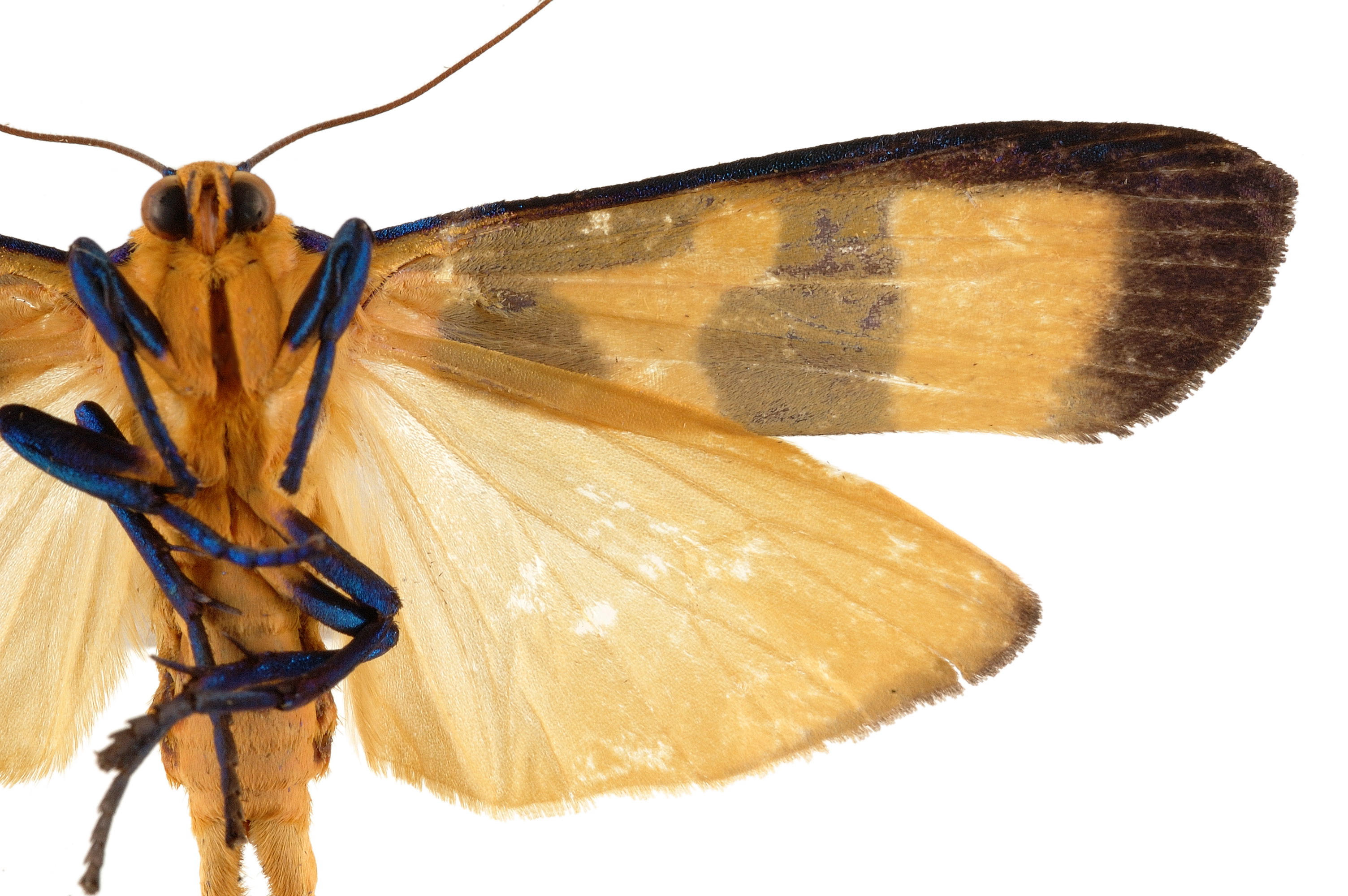 灯蛾科( i>arctiidae /i>)为 a target="_blank" href="/item/鳞翅目