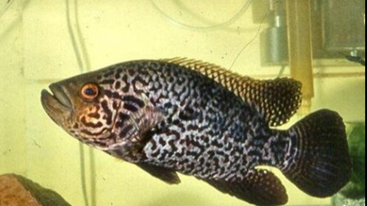 data-lemmaid="524517">鱼类 /a>,因皮肤上的花纹与老虎有几分相似而