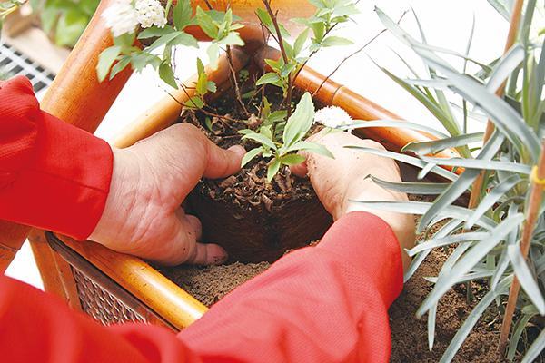 手毬花 百度百科