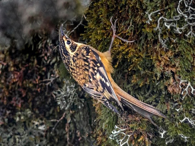 rusty-flanked treecreeper