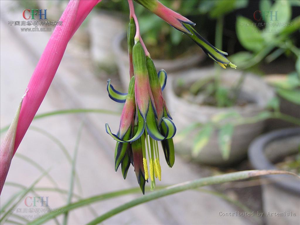  p>水塔花属,billbergia thunb.