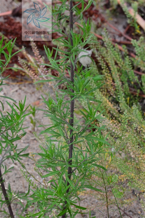 artemisia verlotorum