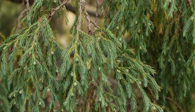  p>垂枝柏( i>sabina recurva /i> buch.-hamilt.