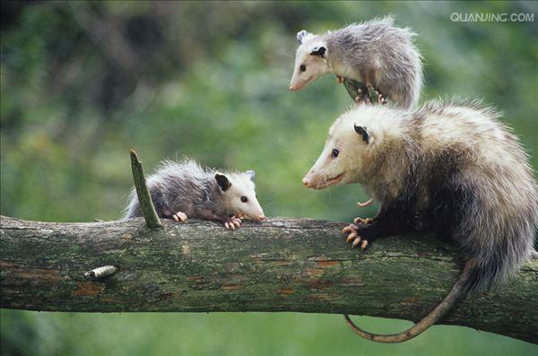  p>北美负鼠,学名didelphis virginiana,后兽亚纲,负鼠目,负鼠科,负鼠