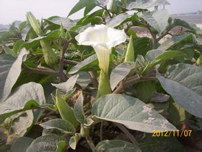  p> b>茄花香草 /b>(学名: i>lysimachia solaniflora /i>)为 a href=