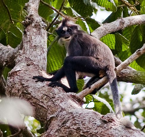 white-fronted leaf monkey