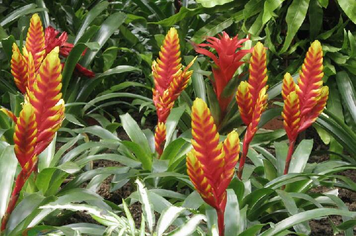  p>鹦哥丽穗凤梨(学名: i>vriesea carinata /i> wawra)是 a target="