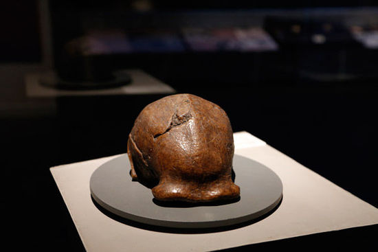 中国猿人北京种