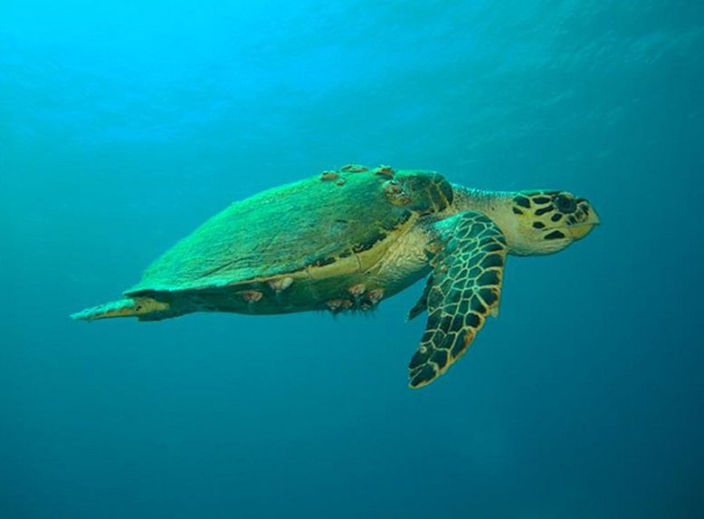  p>玳瑁(学名: i>eretmochelys imbricata /i>):属 a target="_blank"