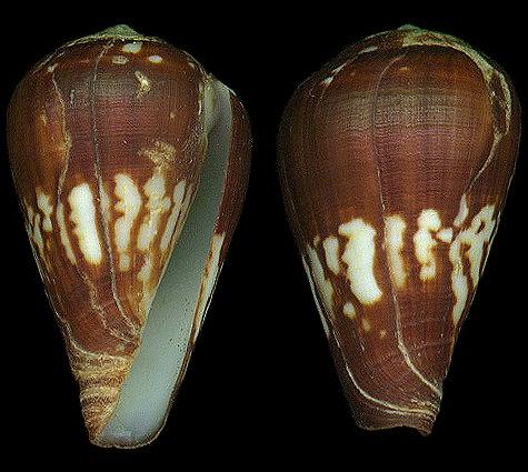  p>属热带地区的贝类,喜欢生活在温暖的水域中,栖息的环境从沙岸,泥岸