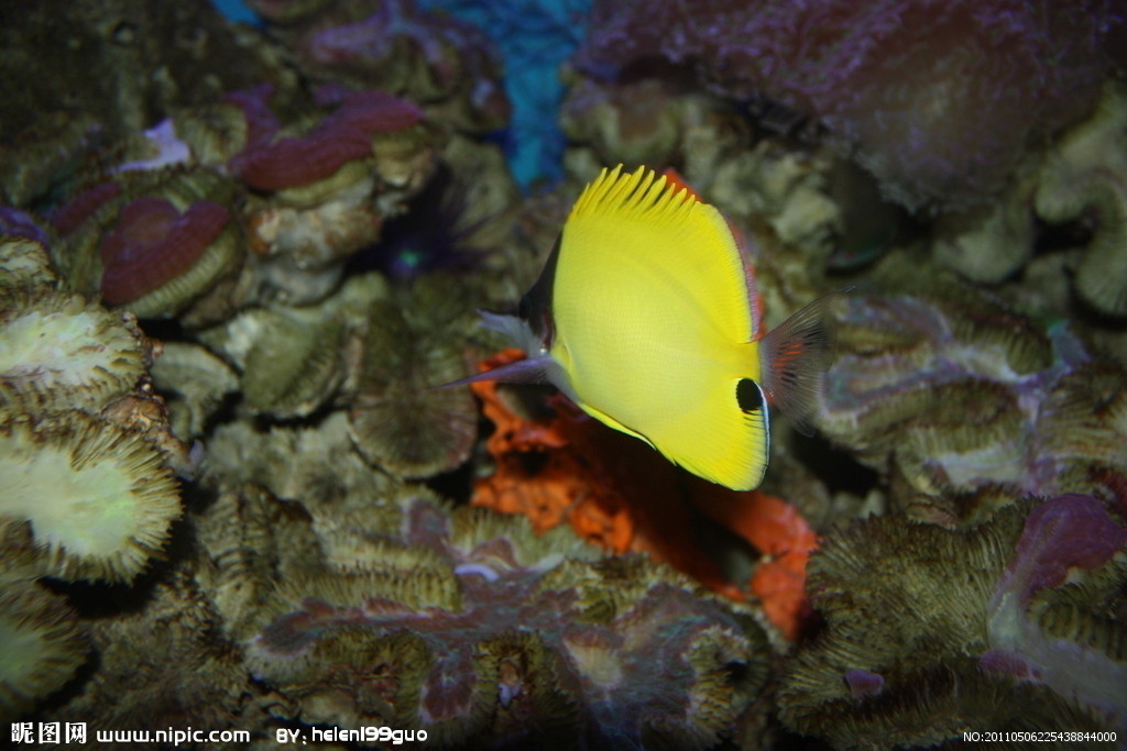  p>角鱼(学名: i>epalzeorhynchos bicornis /i>)属鲤科野鲮亚科角鱼