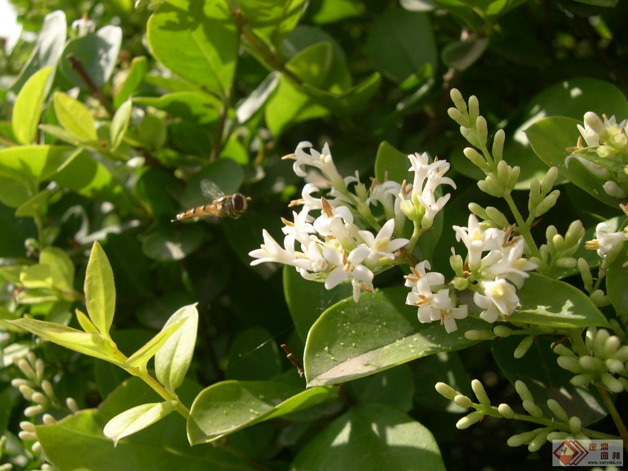 大叶女贞白蜡蚧