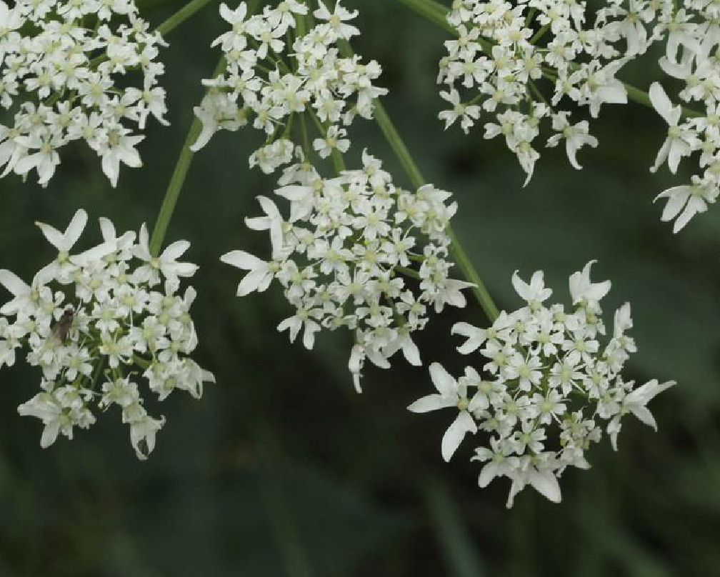  p>短毛独活(学名: i>heracleum moellendorffii /i> hance)是伞形科