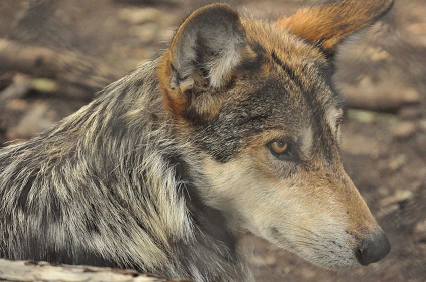  p>墨西哥狼(学名: i>canis lupus baileyi /i>)是 a href="#" data