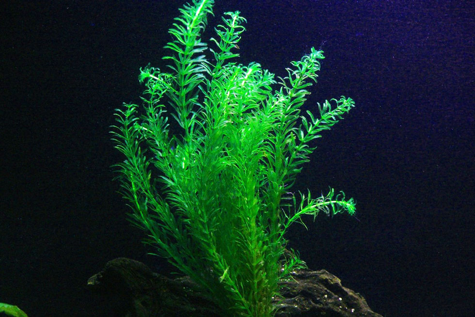  p>水蕴草(学名: i>egeria /i>  i>densa /i> planch.