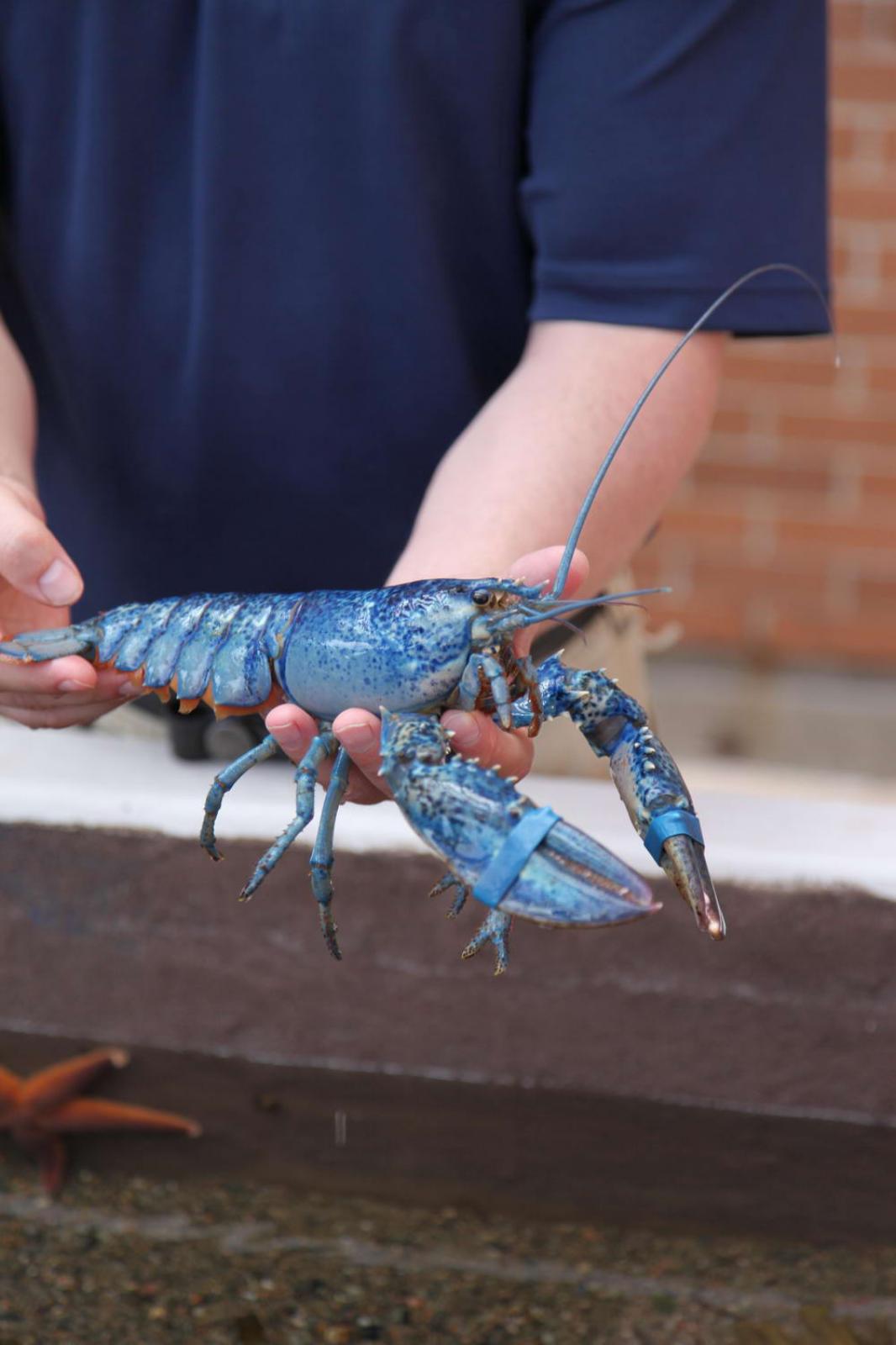 蓝龙虾