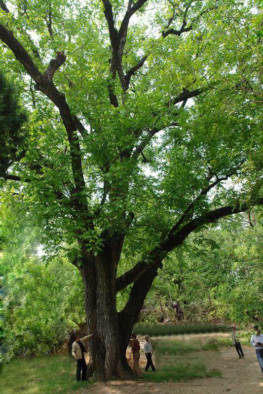  p>"核桃王",树名.树龄超过700年.树高31米,胸围4.84米,覆盖面积692.