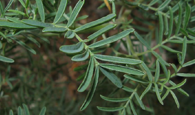 data-lemmaid="3672199">豆科 /a>冬麻豆属植物,产我国西藏,茎叶有毒