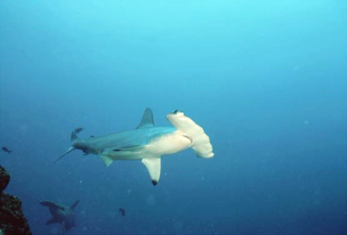 微鳍光尾鲨