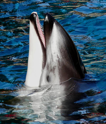 太平洋短吻海豚