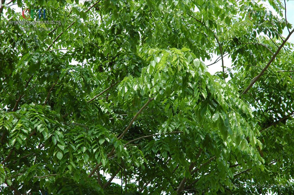 这种木材具有很强的香味,并可以持续很多年,因此被称为"蔷薇木".