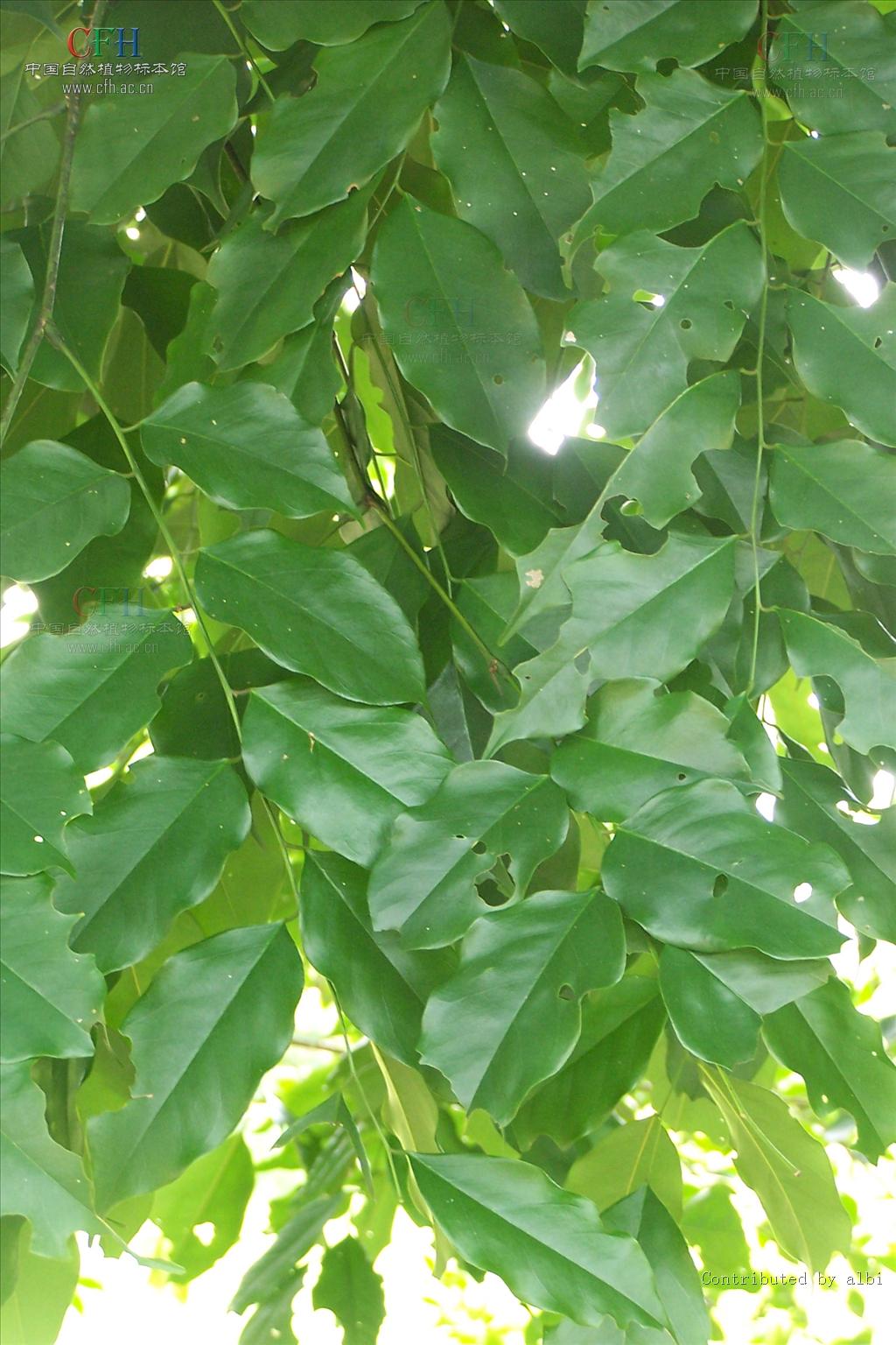 这种木材具有很强的香味,并可以持续很多年,因此被称为"蔷薇木".