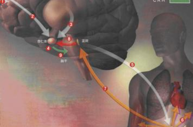  p>蓝斑核(locus coeruleus),简称蓝斑,亦称青斑核,是位于 a href="#"