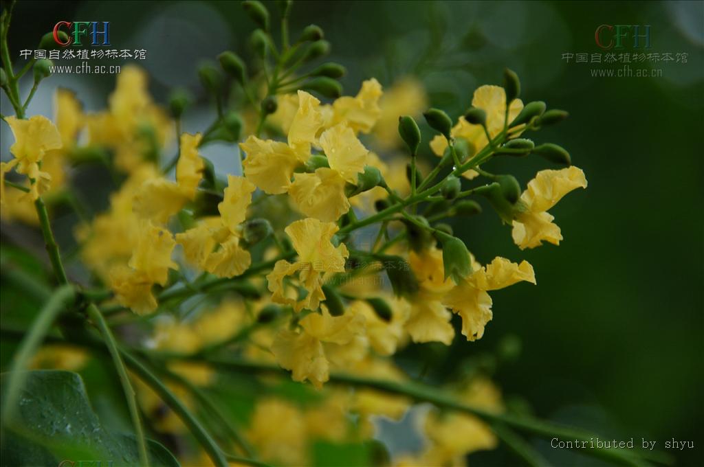 这种木材具有很强的香味,并可以持续很多年,因此被称为"蔷薇木".