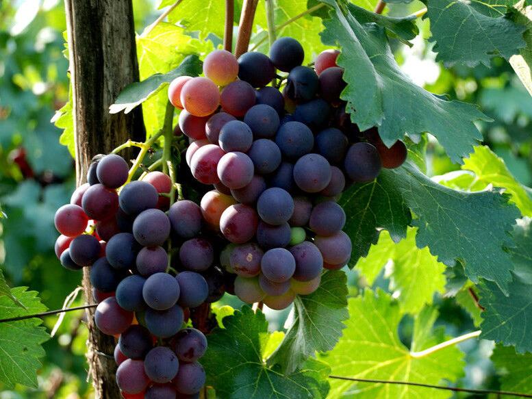 早红"芽变选育的一优良早熟 a target="_blank" href="/item/葡萄