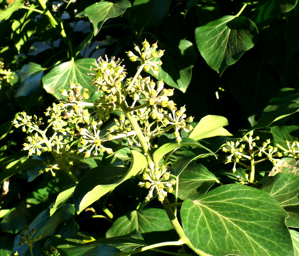  p>大果树参为 a target="_blank" href="/item/树参属">树参属 /a>