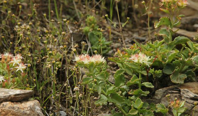  p>圣地红景天(学名: i>rhodiola sacra /i> (prain ex hamet) s. h.