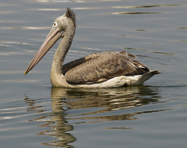 pelecanus philippensis